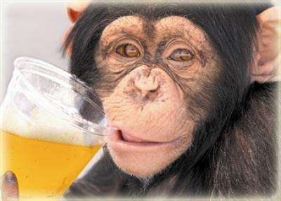 Beetje alcohol goed voor immuunsysteem